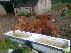 Cielęta Limousine 100%