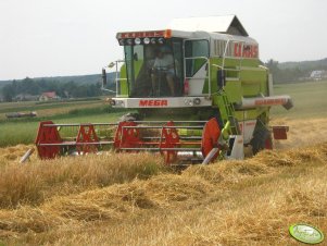 Claas Mega Dominator 203 w jęczmieniu 2012