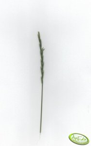 Co to za gatunek trawy ?