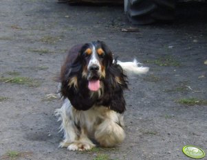  Cocker spaniel angielski