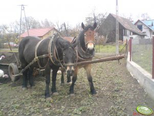 Cośka i Vera