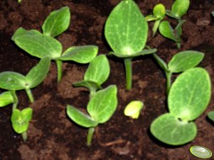 Cucurbita Ficifolia