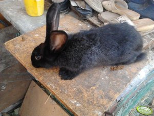 Czarna mała samiczka