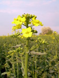 jest to jedyny środek, który o