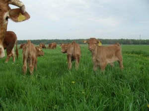 Cielaki Limousin