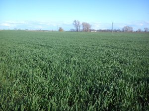 Pszenica ozima Muszelka