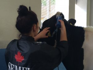 Szkolenie z przygotowania bydła do wystaw