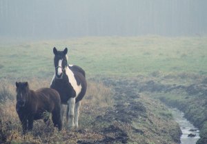 Koń i Kucyk