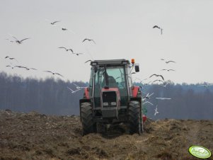 Massey Ferguson 3080 & Stal Tech U 006