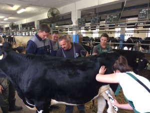 Szkolenie z przygotowania bydła do wystaw