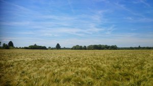 Jęczmień ozimy Holmes 07.06.2014