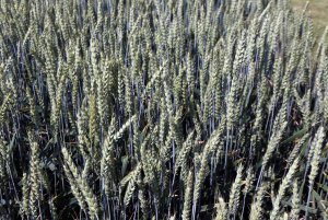 DLG Feldtage - Dni Pola DLG 2014