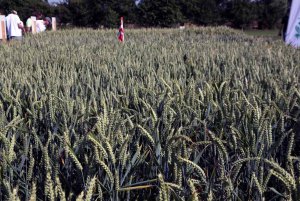 DLG Feldtage - Dni Pola DLG 2014