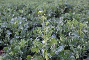 Rzepak ozimy ROHAN F1 22.03.2014