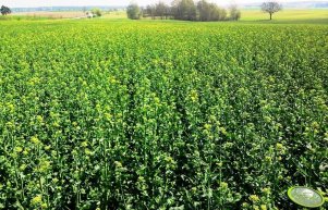 Rzepak Rohan 08.05.2013