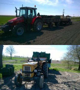 Massey Ferguson & przyczepy Ursus 3512 & sadzarka Ursus C-360 & sadzarka