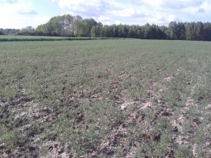 Łubin wąskolistny Dalbor.