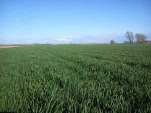 Pszenica ozima Muszelka