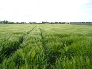 Jęczmień ozimy Gloria