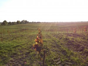 Topola energetyczna (włoska odmiana)