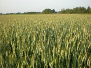 Pszenżyto ozime Fredro