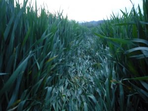 Pszenica Akteur 2014