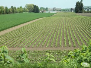 Buraki cukrowe w Japonii