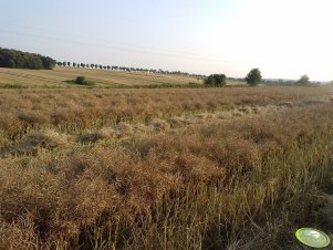 Rzepak SY Kolumb na pokosach