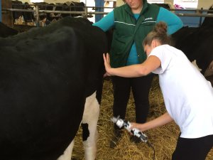 Szkolenie z przygotowania bydła do wystaw