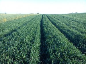 Pszenica Jara Arabella