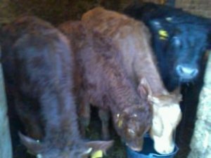 Cielaki krzyżówka Lm