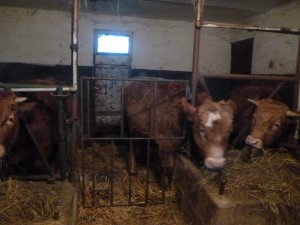 Limusine and Simentalle :)