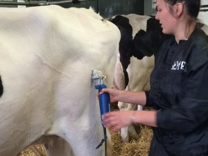 Szkolenie z przygotowania bydła do wystaw