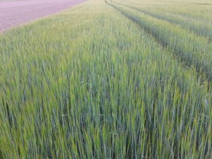 Jęczmień jary browarniany Sebastian