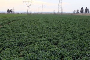 Rzepak ozimy ROHAN F1 22.03.2014