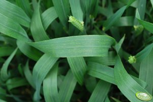 Pszenica ozima TORAS