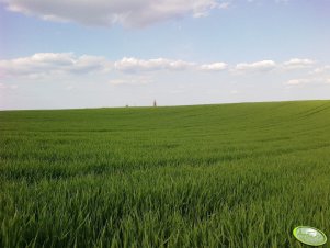 Jęczmień ozimy Eureka