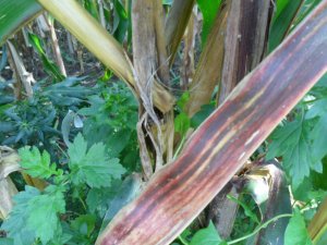 omacnica prosowianka