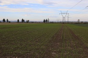 Pszenica ozima SAILOR 20.10.2013