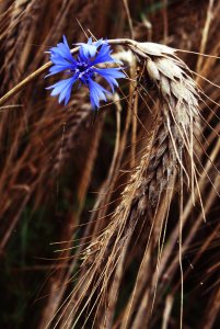 Żyto z nutką niebieskiego chabra