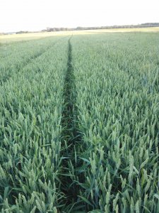 Pszenica ozima muszelka