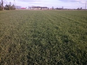 Pszenżyto ozime Borwo