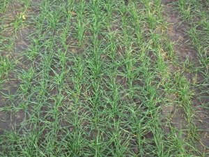 Pszenica Ozima Arkadia