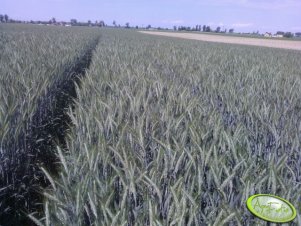 Pszenżyto ozime borwo