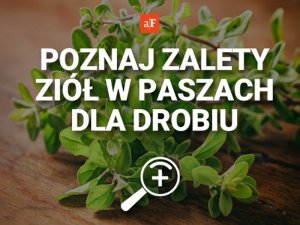 Do paszy drobiu agrofoto