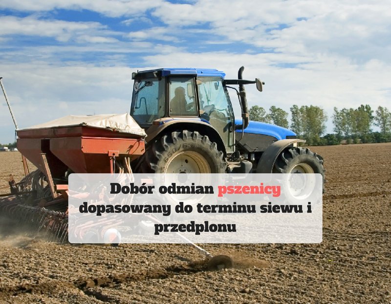 Dobór odmian pszenicy dopasowany do terminu siewu i przedplonu