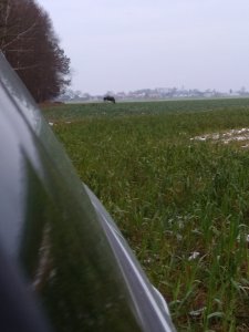 Dzika zwierzyną w rzepaku