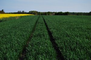 Pszenica ozima Arktis