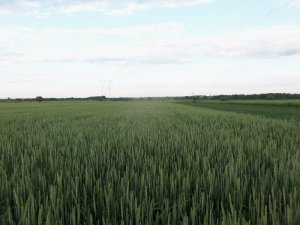 Pszenica ozima Smuga