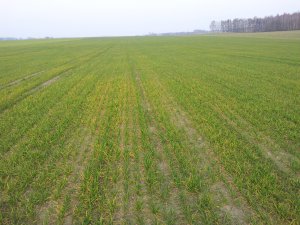 Potenzial pszenica C2